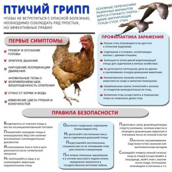 Осторожно!!! Птичий грипп!!!. Осторожно!!! Птичий грипп!!!.